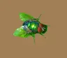 GreenBottleFly695's Avatar